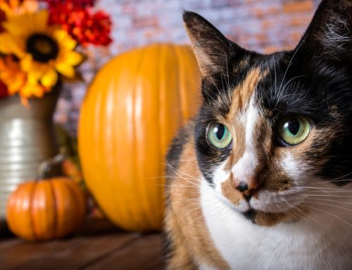 7 Tips for a Pet-Safe Holiday Season
