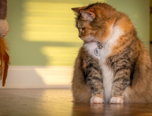 7 Tips to Keep Your Pet at a Healthy Weight