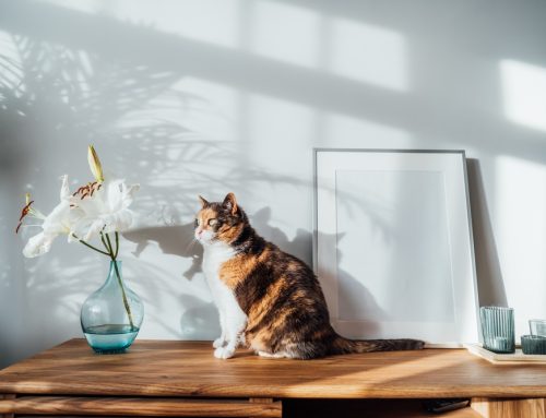 Preventing 5 Common Pet Emergencies